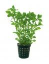 Ludwigia palustris Groen  - 1