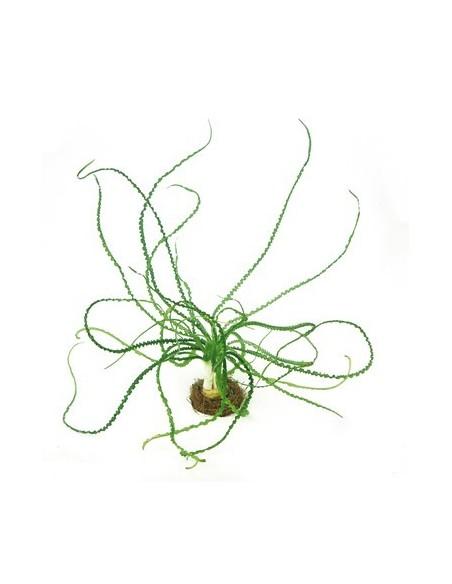 Crinum calamistratum  - 1