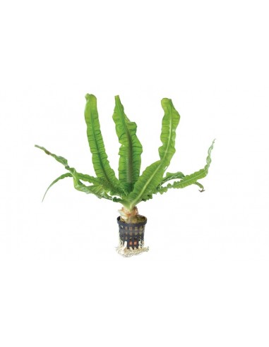 Crinum natans  - 1