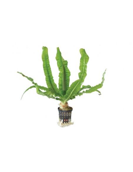 Crinum natans  - 1