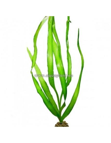 Crinum thaianum  - 1