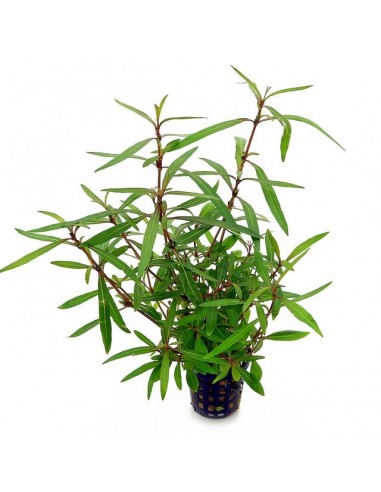Hygrophila lancea  - 1