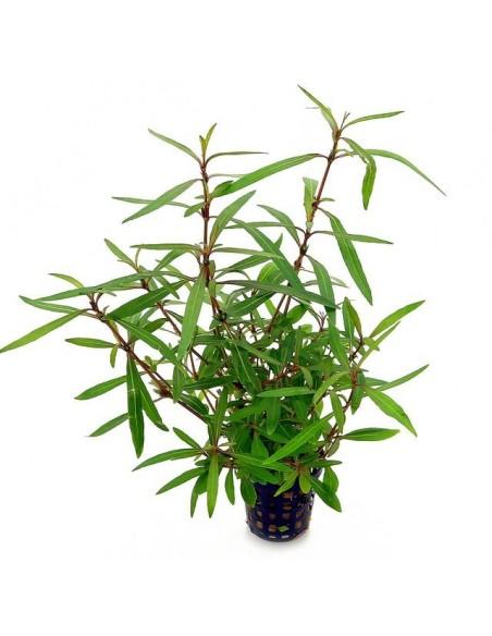 Hygrophila lancea  - 1
