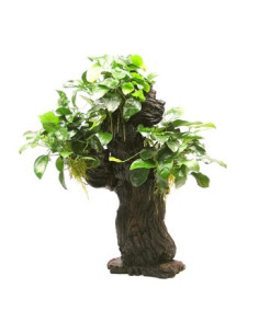 Mbuna format L avec Anubias nana - 25 x 16 x 46 cm  - 1