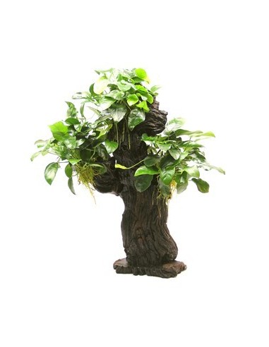 Mbuna L met Anubias nana - 25 x 16 x 46 cm  - 1