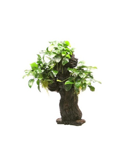 Mbuna L met Anubias nana - 25 x 16 x 46 cm  - 1