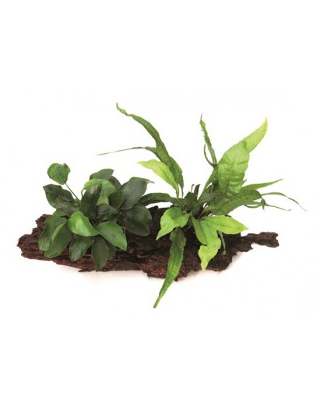 Anubias barteri nana + Microsorum sur racine  - 1