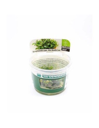 Bucephalandra micrantha 'Needle Leaf' - in vitro Dennerle plants - 1