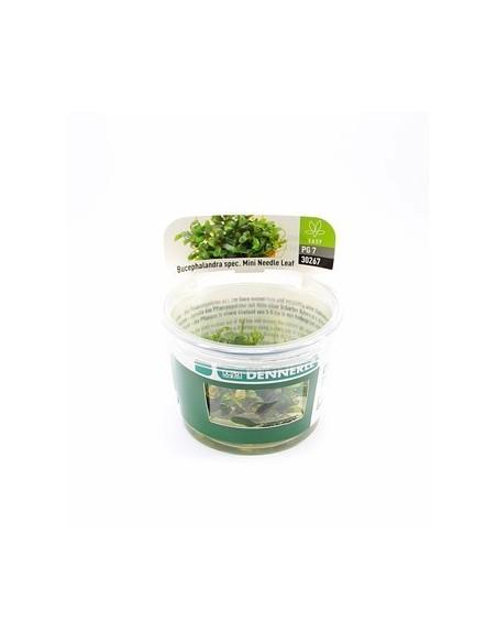 Bucephalandra micrantha 'Needle Leaf' - in vitro Dennerle plants - 1