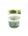 Bucephalandra micrantha 'Needle Leaf' - in vitro Dennerle plants - 1
