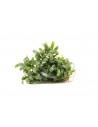 Bucephalandra micrantha 'Needle Leaf' - in vitro Dennerle plants - 2