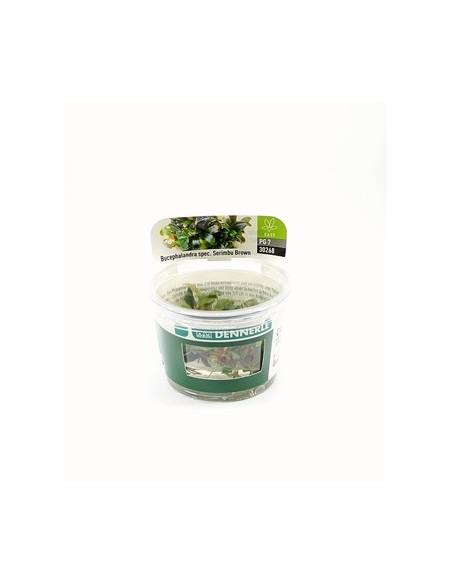 Bucephalandra spec. 'Serimbu Brown' - in vitro  - 1
