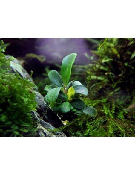 Bucephalandra spec. 'Serimbu Brown' - in vitro  - 2