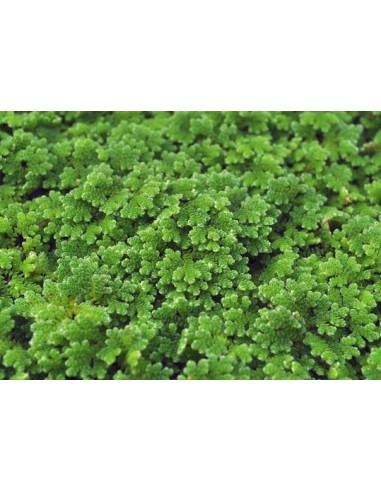 Azolla caroliniana  - 1