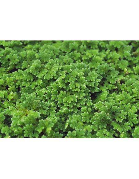 Azolla caroliniana  - 1