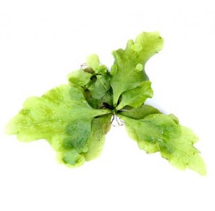 Ceratopteris pteridoides  - 1