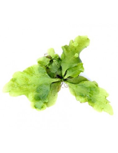Ceratopteris pteridoides  - 1