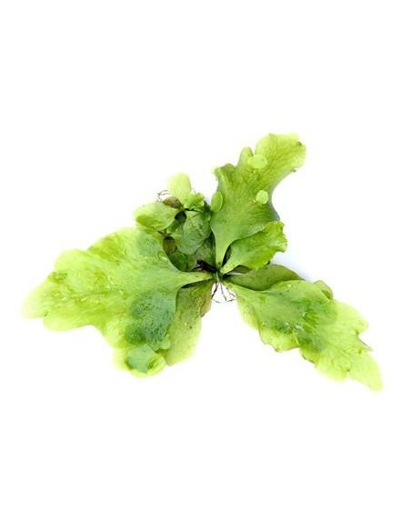 Ceratopteris pteridoides  - 1