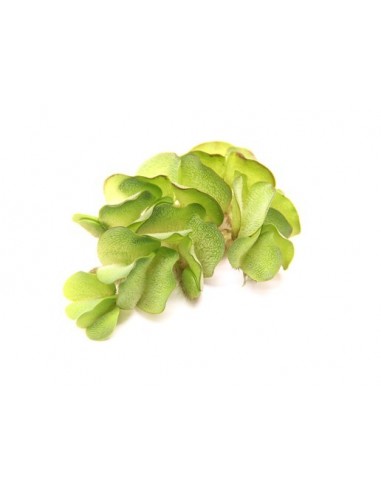 Salvinia auriculata  - 1