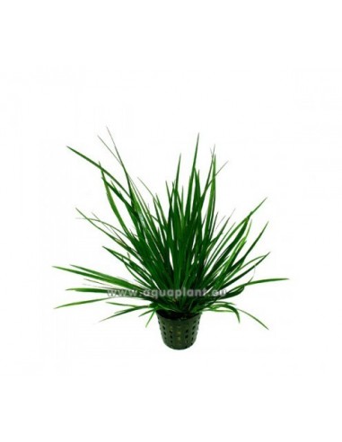 Acorus gramineus  - 1