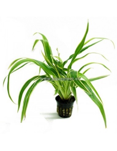 Chlorophytum bichetii  - 1