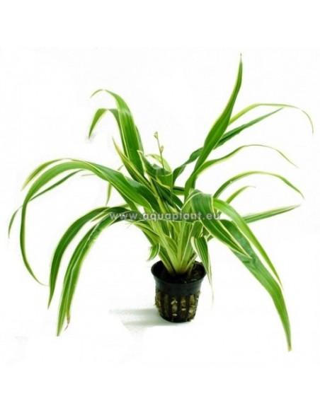 Chlorophytum bichetii  - 1