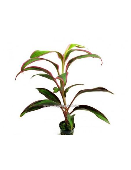 Cordyline 'Red Edge'  - 1