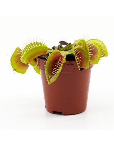 Dionaea muscipula  - 1