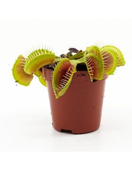 Dionaea muscipula  - 1