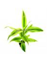 Dracaena sandriana  - 1