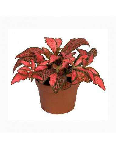 Fittonia Forrest flame  - 1