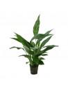 Spathiphyllum wallisii  - 1