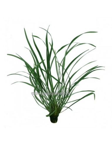 Ophiopogon japonica 'Gigantea'  - 1
