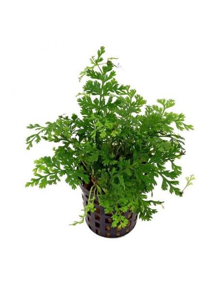 Bolbitis heteroclita 'Difformis  - 1