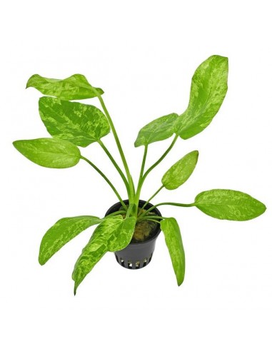Echinodorus Marble Queen  - 1