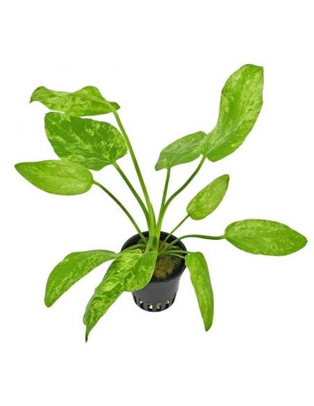 Echinodorus Marble Queen  - 1