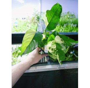 Anubias barteri  'Variegata'  - 1