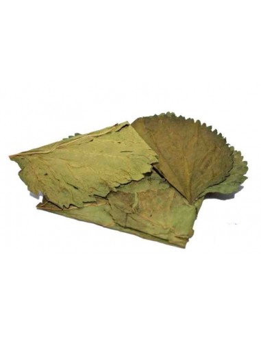 Mulberry bladeren (x10) ceramicnature - 1