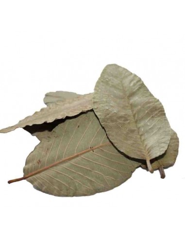Guava leaves (x15) ceramicnature - 1