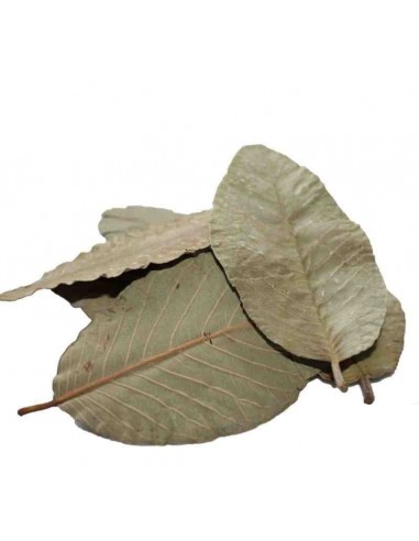 Guave bladeren (x15) ceramicnature - 1