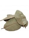 Feuilles de goyave (x15) ceramicnature - 1