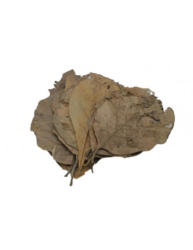 Feuilles de teck (x10) ceramicnature - 1
