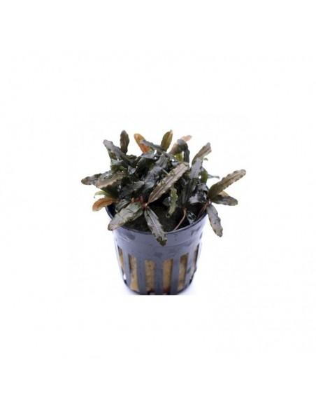 Bucephalandra Caterina  - 1