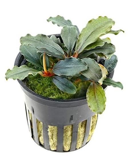 Bucephalandra Maia  - 1