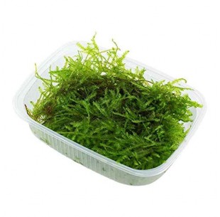 Vesicularia montagnei 'Christmas' 200 ml  - 1 2