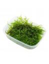 Vesicularia montagnei 'Christmas' 200 ml  - 2