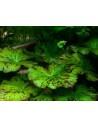 Nymphaea lotus groen knol  - 1
