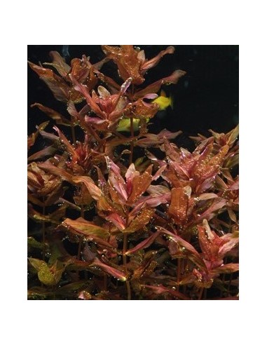 Rotala macrandra  - 3