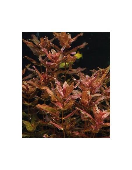 Rotala macrandra  - 3