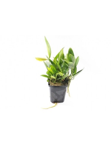 Anubias congensis XL  - 1